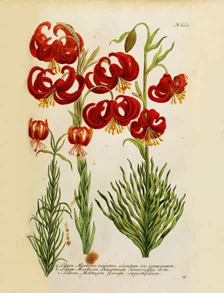 Detailabbildung: Johann Wilhelm Weinmann