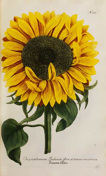 Detailabbildung: Johann Wilhelm Weinmann