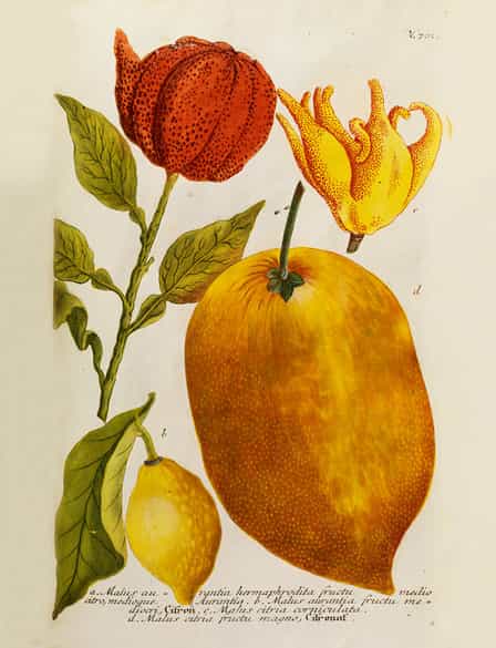 Detailabbildung: Johann Wilhelm Weinmann