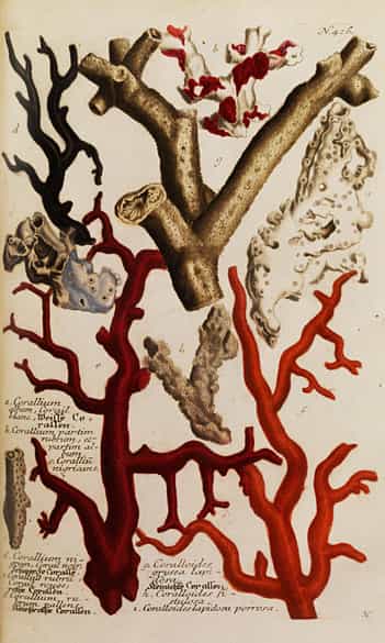 Detailabbildung: Johann Wilhelm Weinmann