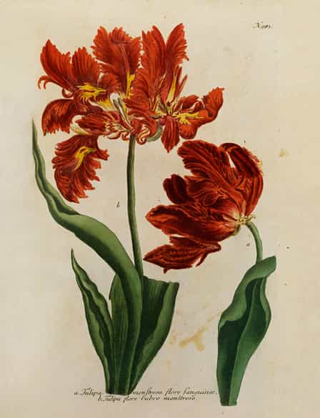 Detailabbildung: Johann Wilhelm Weinmann