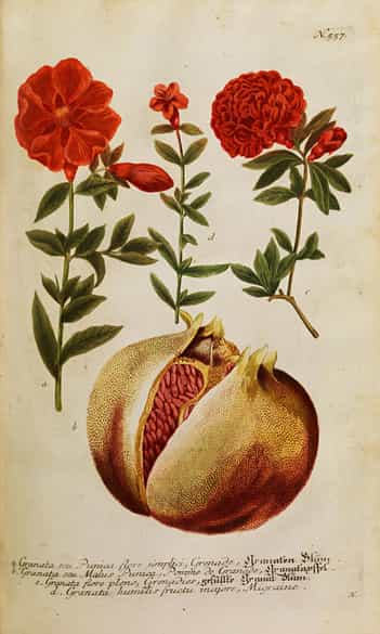 Detailabbildung: Johann Wilhelm Weinmann