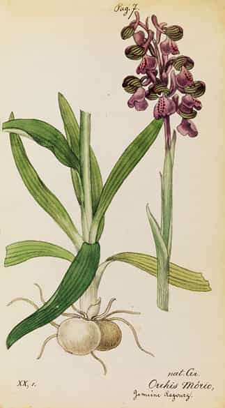 Detailabbildung: Jonas David Hegetschweiler