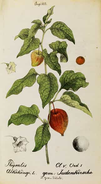 Detailabbildung: Jonas David Hegetschweiler