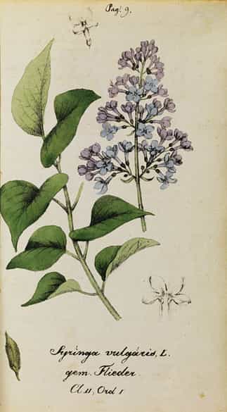 Detailabbildung: Jonas David Hegetschweiler