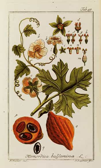 Detailabbildung: J. ZORN