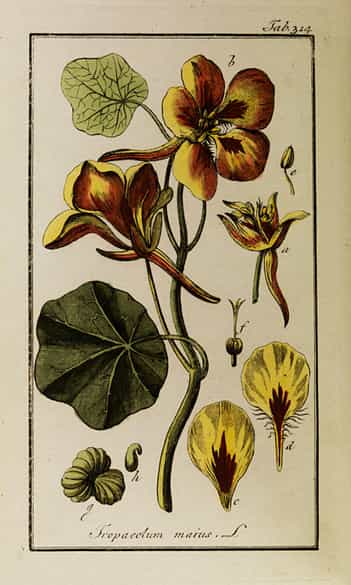 Detailabbildung: J. ZORN