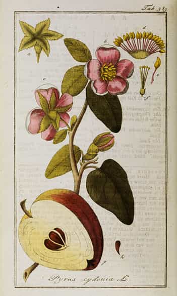 Detailabbildung: J. ZORN