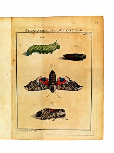 Detailabbildung: August Johann Rösel von Rosenhof