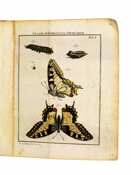 Detailabbildung: August Johann Rösel von Rosenhof