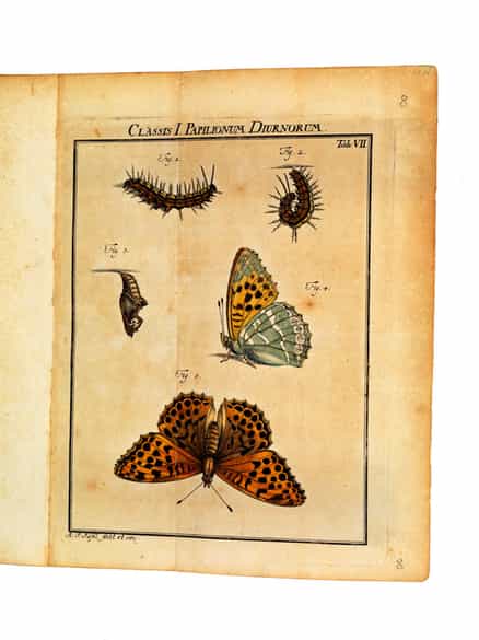 Detailabbildung: August Johann Rösel von Rosenhof