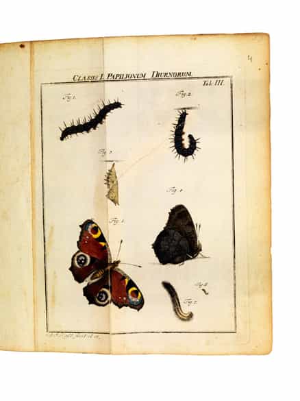 Detailabbildung: August Johann Rösel von Rosenhof