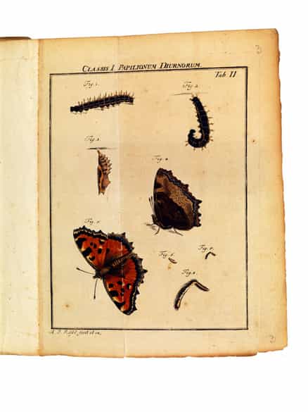 Detailabbildung: August Johann Rösel von Rosenhof