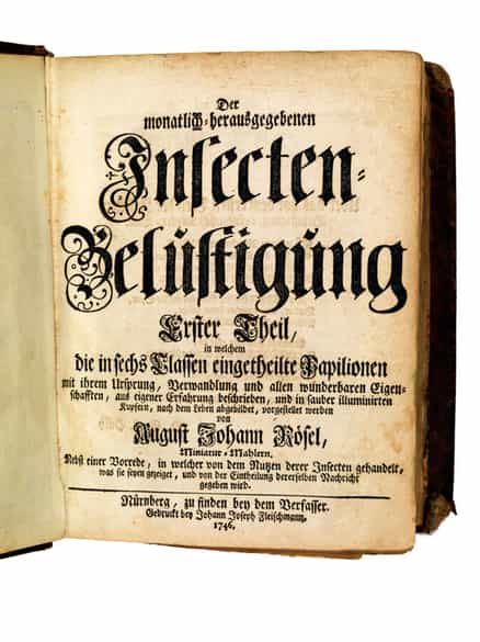 Detailabbildung: August Johann Rösel von Rosenhof