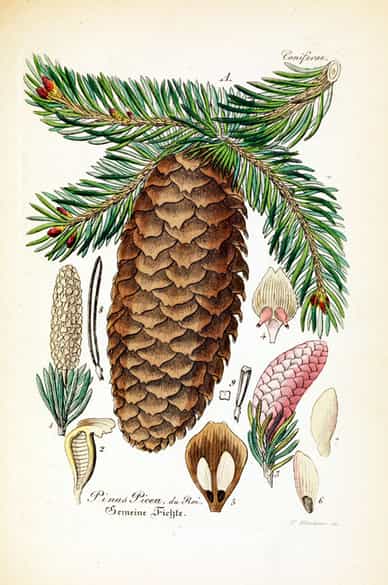 Detailabbildung: W. Artus