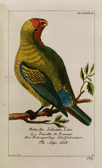 Detailabbildung: Georg Heinrich Borowski