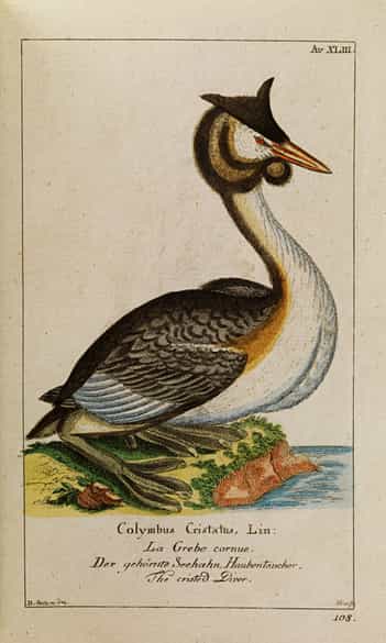 Detailabbildung: Georg Heinrich Borowski