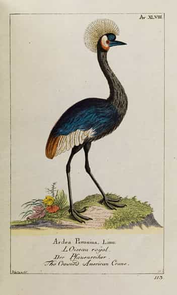 Detailabbildung: Georg Heinrich Borowski