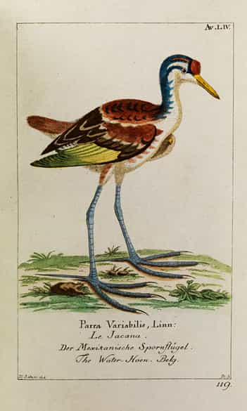 Detailabbildung: Georg Heinrich Borowski