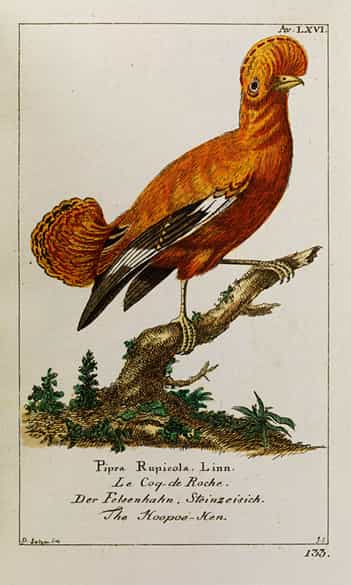 Detailabbildung: Georg Heinrich Borowski