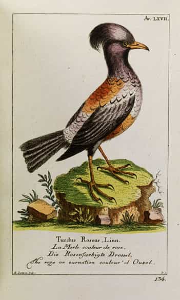 Detailabbildung: Georg Heinrich Borowski