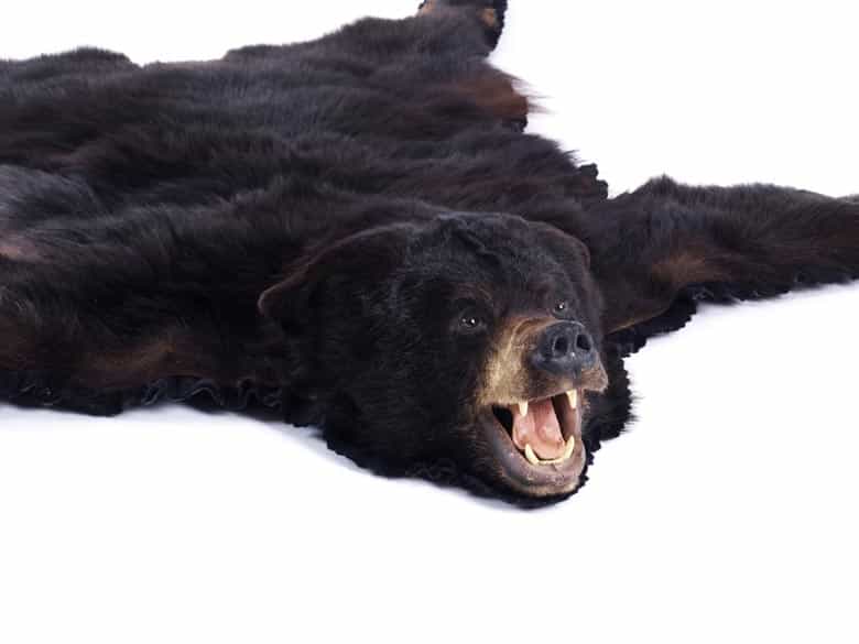 Detailabbildung: Bärenfell