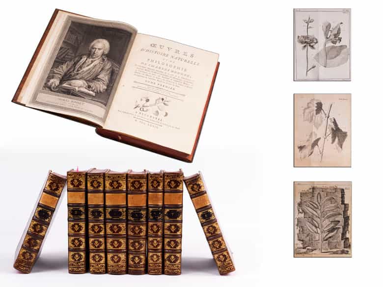 Detailabbildung: † Bibliothek No. 1 Eine große Bibliothek mit 1130 Büchern des 18. Jahrhunderts, Louis XIV und Louis XV.