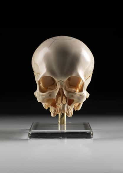 Detailabbildung: Kunstkammerobjekt