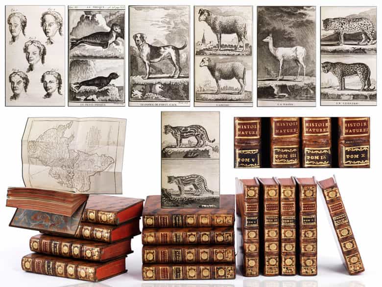 Detailabbildung: Eine dekorative Bibliothek mit mehr als 900 prächtigen Einbänden des 17. und 18. Jahrhunderts A decorative library with more than 900 sumptuously bound books from the 17th and 18th centuries