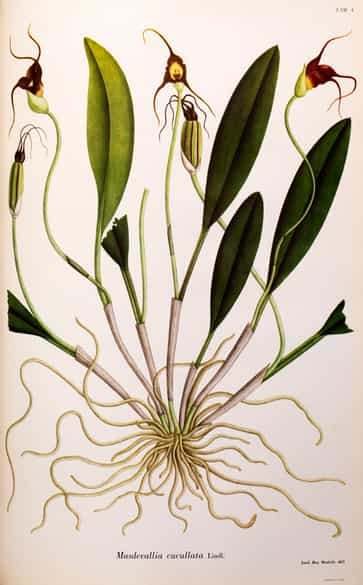 Detailabbildung: † Drei ledergebundene Faksimilebände des spanischen, botanischen Werkes