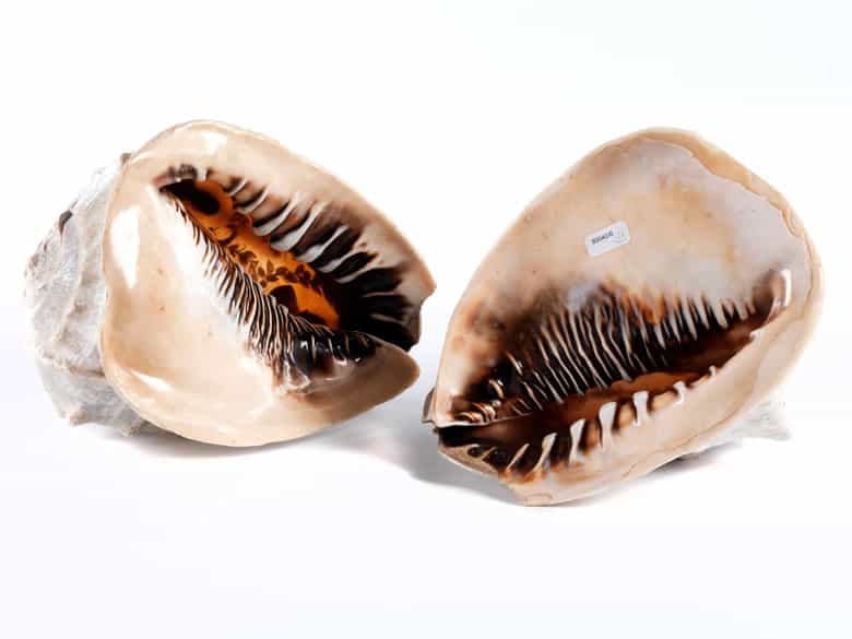 Detailabbildung: Paar Riesenmuscheln
