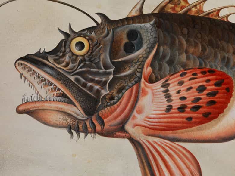 Detailabbildung:  Maria Sibylla Merian, 1647 Frankfurt - 1717 Amsterdam, zug.