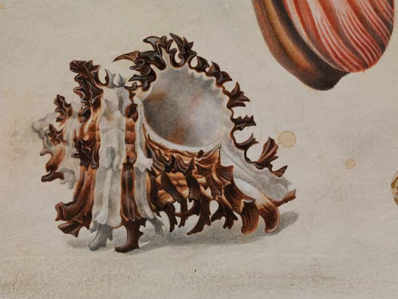 Detailabbildung:  Maria Sibylla Merian, 1647 Frankfurt - 1717 Amsterdam, zug.