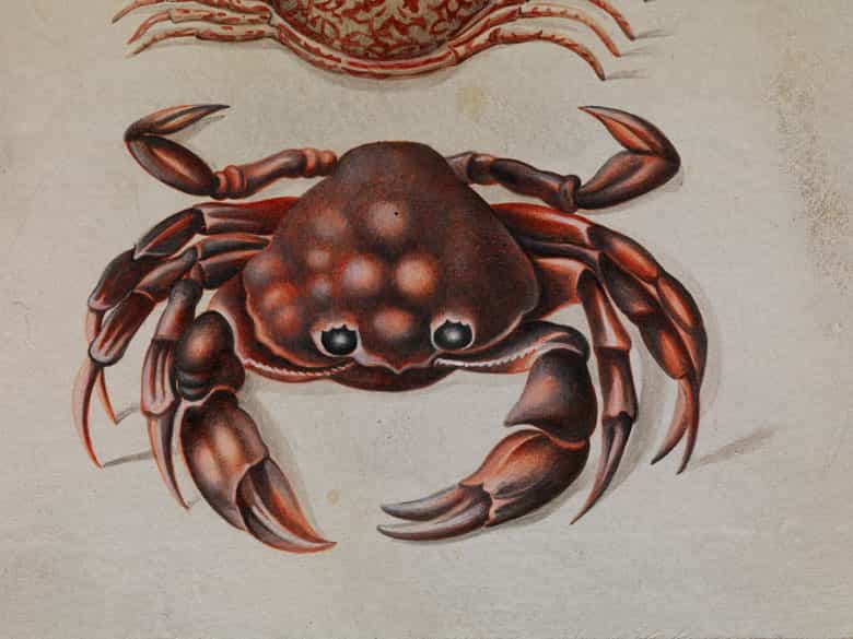 Detailabbildung:  Maria Sibylla Merian, 1647 Frankfurt - 1717 Amsterdam, zug.