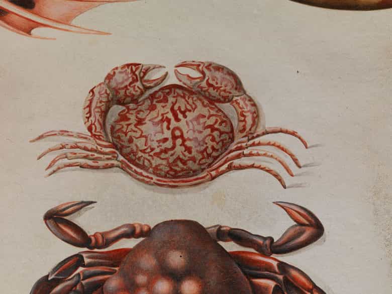 Detailabbildung:  Maria Sibylla Merian, 1647 Frankfurt - 1717 Amsterdam, zug.