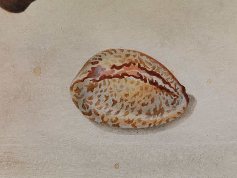 Detailabbildung:  Maria Sibylla Merian, 1647 Frankfurt - 1717 Amsterdam, zug.