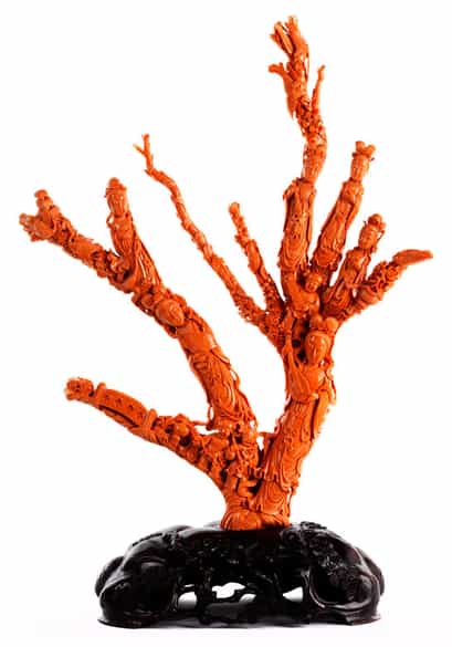 Detailabbildung:  Großer Korallenbaum