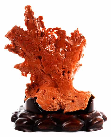 Detailabbildung:  Roter Korallenbaum 