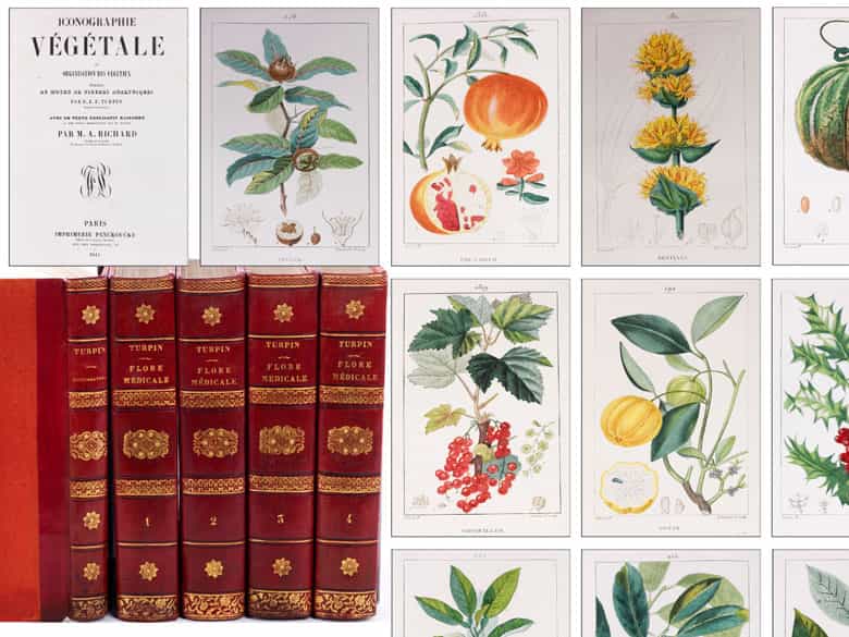 Detailabbildung: † Eine Bibliothek des 19. Jahrhunderts