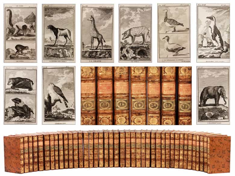 Detailabbildung: † Eine Bibliothek des 18. Jahrhunderts