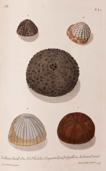 Detailabbildung: † Georg Wolfgang Knorr, 1705 - 1761