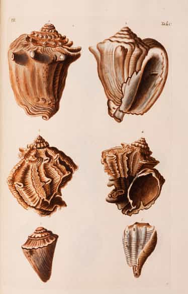 Detailabbildung: † Georg Wolfgang Knorr, 1705 - 1761