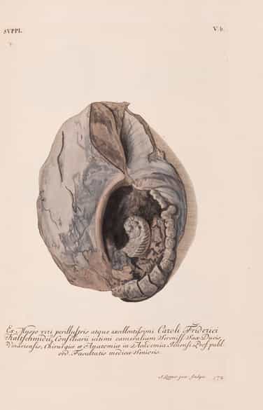 Detailabbildung: † Georg Wolfgang Knorr, 1705 - 1761