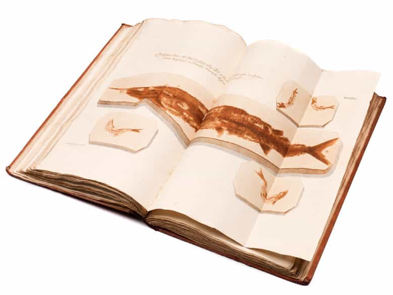 Detailabbildung: † Georg Wolfgang Knorr, 1705 - 1761