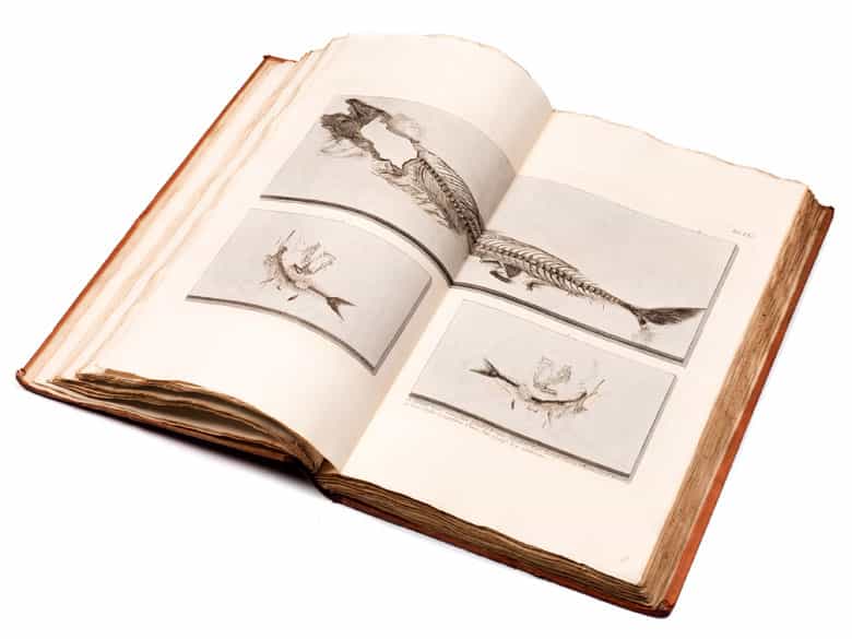 Detailabbildung: † Georg Wolfgang Knorr, 1705 - 1761