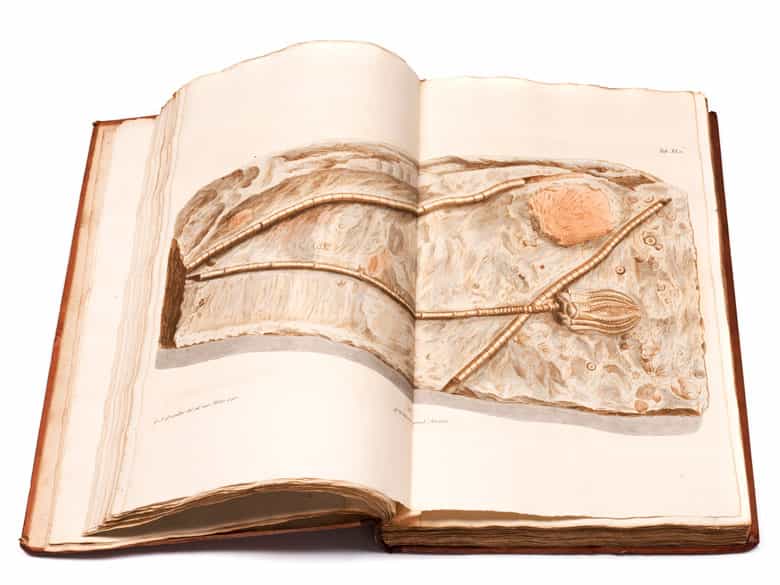 Detailabbildung: † Georg Wolfgang Knorr, 1705 - 1761