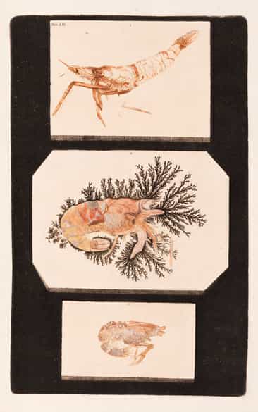 Detailabbildung: † Georg Wolfgang Knorr, 1705 - 1761