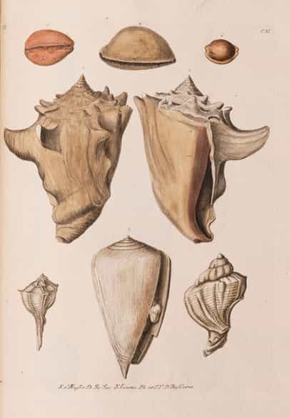 Detailabbildung: † Georg Wolfgang Knorr, 1705 - 1761