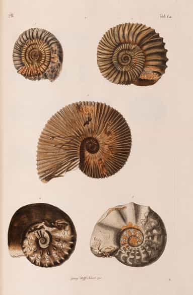 Detailabbildung: † Georg Wolfgang Knorr, 1705 - 1761