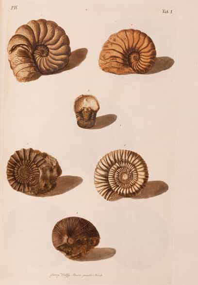 Detailabbildung: † Georg Wolfgang Knorr, 1705 - 1761